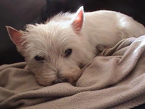 West highland white terrier Basse manden ;P billede 2