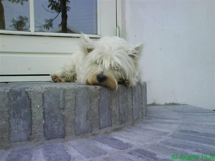 West highland white terrier Basse manden ;P billede 3