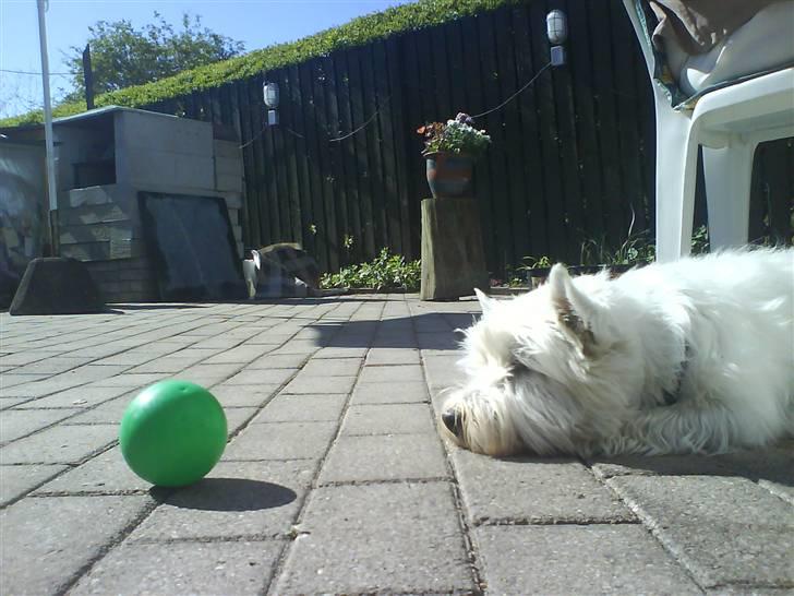 West highland white terrier Basse manden ;P billede 4
