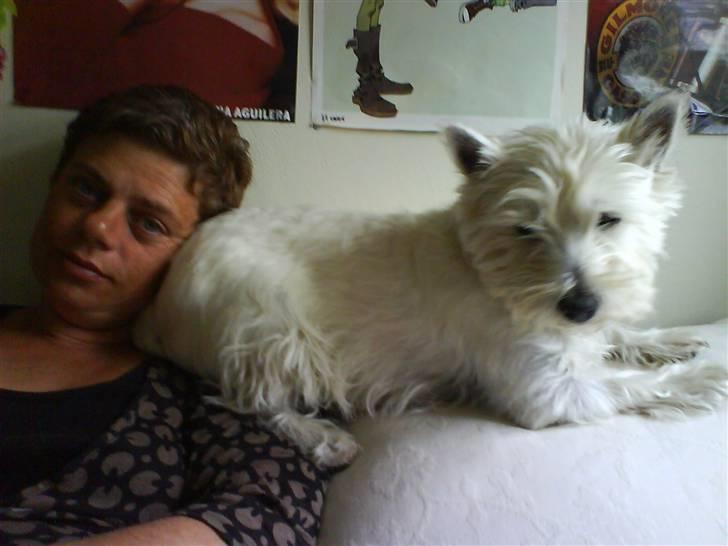 West highland white terrier Tilde :P - hello  billede 5
