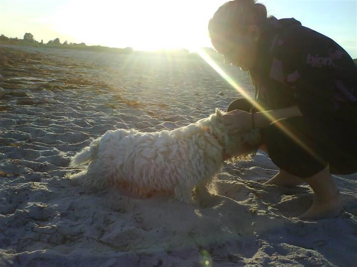 West highland white terrier Tilde :P billede 6