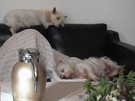 West highland white terrier Tilde :P - det er altid dejligt at lege kat ! billede 7