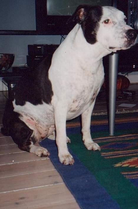 Blanding af racer Zenith - Død 1. juni 2007 - Ca. 7 år billede 9