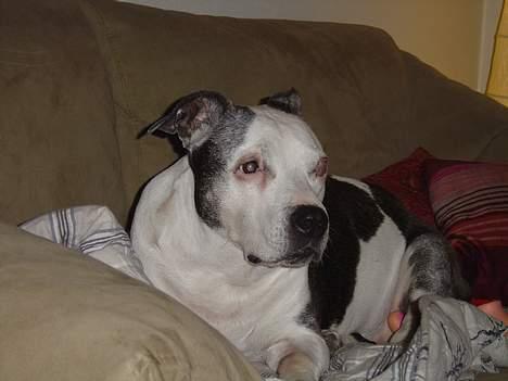 Blanding af racer Zenith - Død 1. juni 2007 - Lige vågnet og en lille smule morgensur ;( billede 10