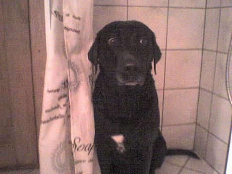 Blanding af racer Zenta - Tjek lige en hund der IKKE kan lide at være i bad.. billede 17