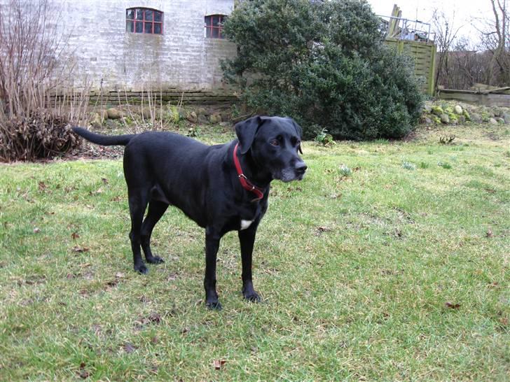 Blanding af racer Zenta - Synes jeg kan se noget i det fjerne.. billede 18