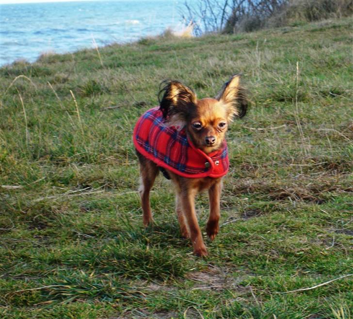 Russisk toy terrier Carskoe Zolotce Mazasis   - Zolo på stranden d 4.12.07 billede 8