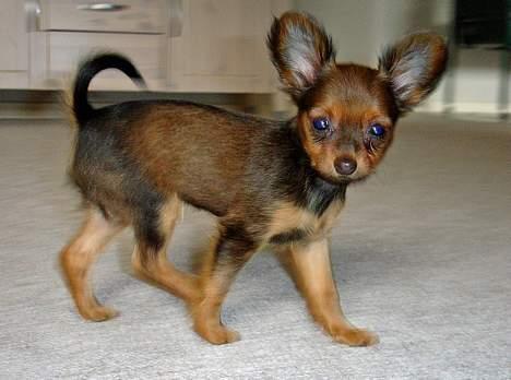 Russisk toy terrier Carskoe Zolotce Mazasis   - som lille bitte baby billede 11