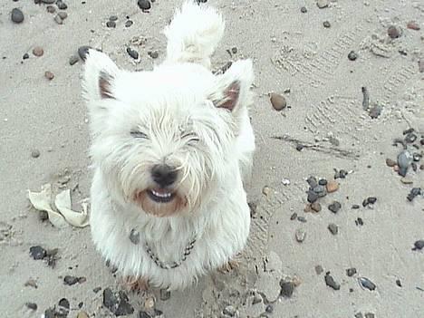 West highland white terrier Basse manden ;P - taget d.23 okt med sarah på stranden billede 5