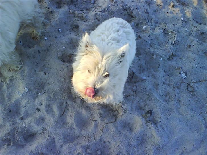 West highland white terrier Tilde :P - jeg er ikke så gamel her billede 8