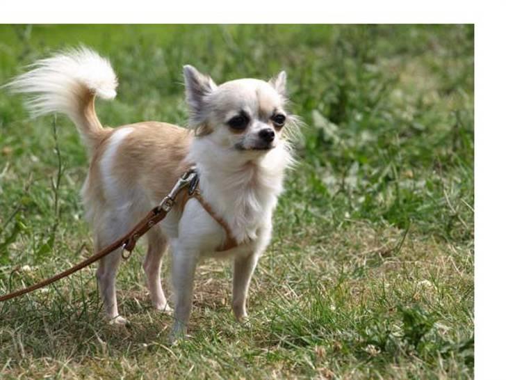 Chihuahua Nala billede 13