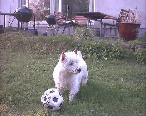 West highland white terrier Basse manden ;P billede 6