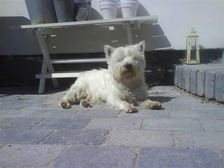 West highland white terrier Basse manden ;P billede 7