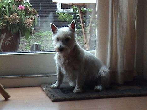 West highland white terrier Tilde :P - Bare mig  billede 9