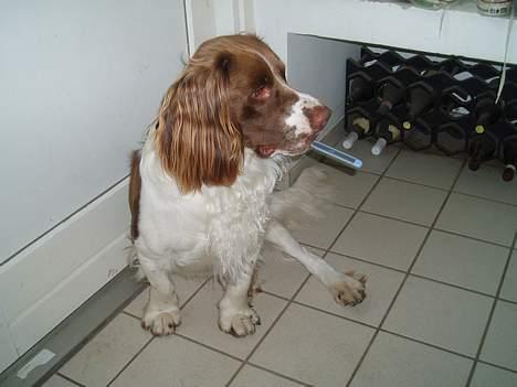 Engelsk springer spaniel Luie - man skal huske at børste tænder-hver gang man vasker poter... hvad! billede 12
