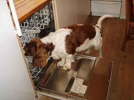 Engelsk springer spaniel Luie - det er jo dejligt at hjælpe til med at gøre rent i køkkenet... billede 13