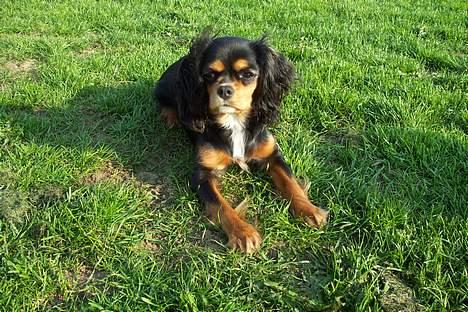 Cavalier king charles spaniel Daisy billede 9