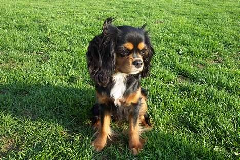 Cavalier king charles spaniel Daisy billede 10