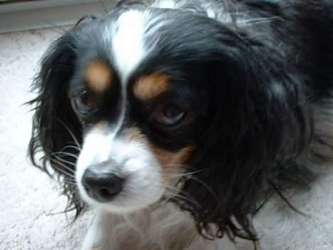 Blanding af racer Maggie - Det regner udenfor, så har helt våde ører ;p billede 6