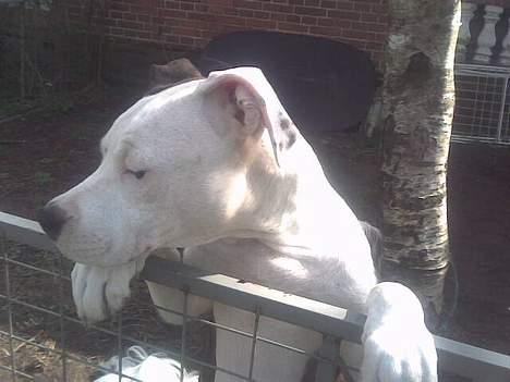 Amerikansk staffordshire terrier liegh - leder efter katten billede 19