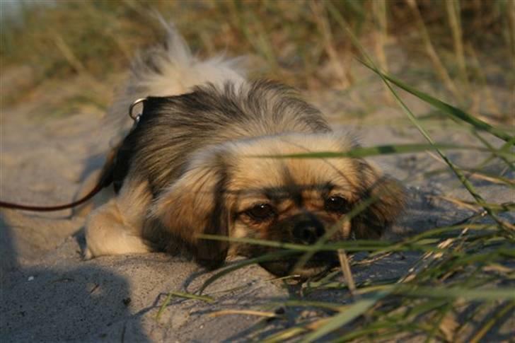 Tibetansk spaniel Kri Kris Everlasting Juno - Her kan de ikke finde mig... billede 11