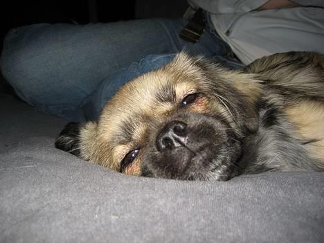 Tibetansk spaniel Kri Kris Everlasting Juno - Putter på sofaen... billede 12