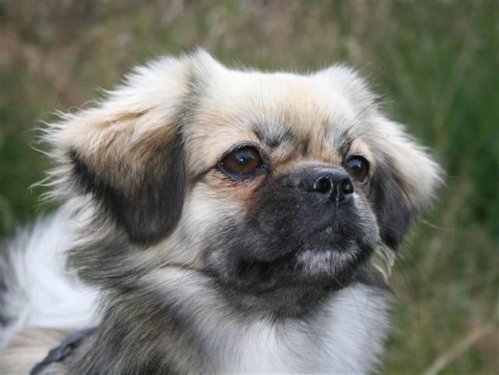 Tibetansk spaniel Kri Kris Everlasting Juno - Fine Juno... billede 13