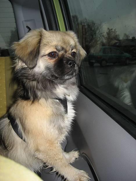 Tibetansk spaniel Kri Kris Everlasting Juno - Her sidder hun tit og kigger ud af bilen når vi kører! billede 14