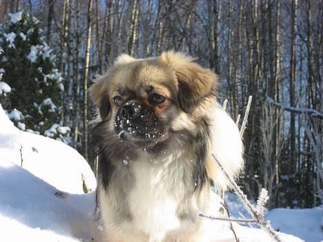 Tibetansk spaniel Kri Kris Everlasting Juno - På snetur i Sverige ;-) billede 15