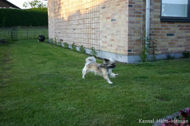 Tibetansk spaniel Kri Kris Everlasting Juno - Hvem kommer først...? billede 16