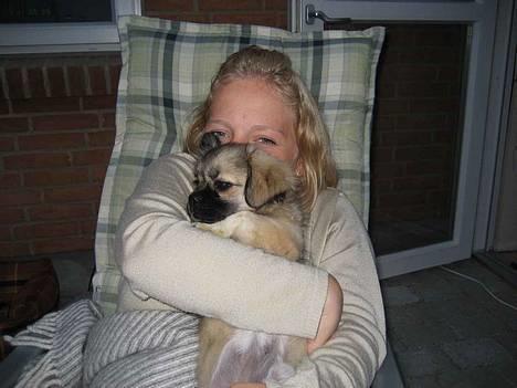 Tibetansk spaniel Kri Kris Everlasting Juno - Hygge med mor billede 17