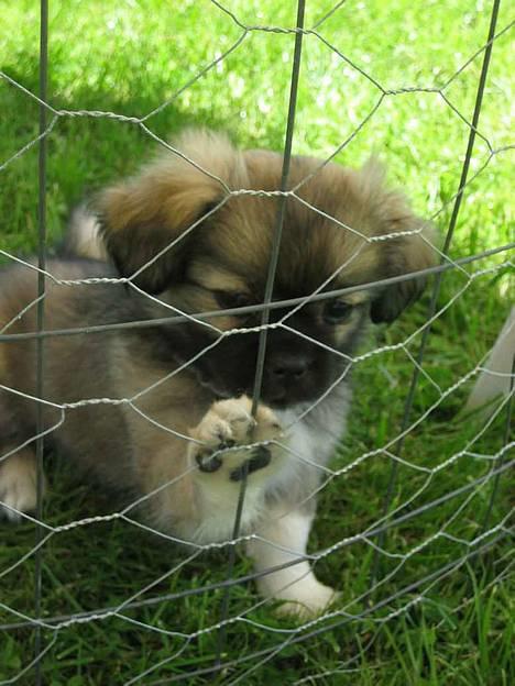 Tibetansk spaniel Kri Kris Everlasting Juno - "Luk mig uuud...!" billede 18