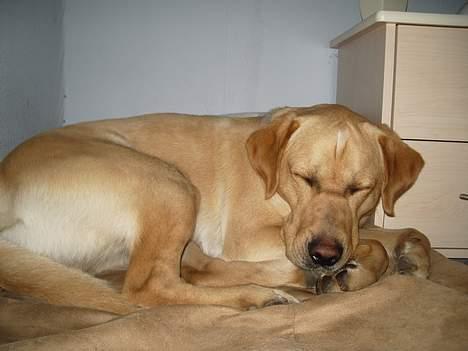 Labrador retriever Max - zzzz zzzzz zzzzzzz billede 5