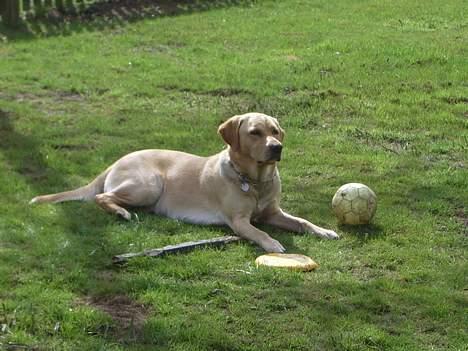 Labrador retriever Max - Jeg nyder det gode vejr. billede 6