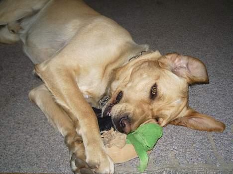 Labrador retriever Max - Er jeg ikke bare dejlig. billede 7