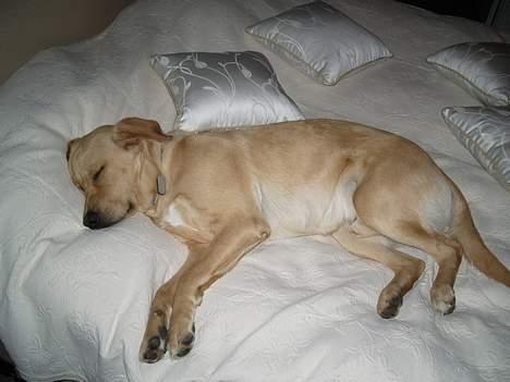 Labrador retriever Max - Jeg har lige fået sniget mig op i sengen, uden de opdagede det. billede 8