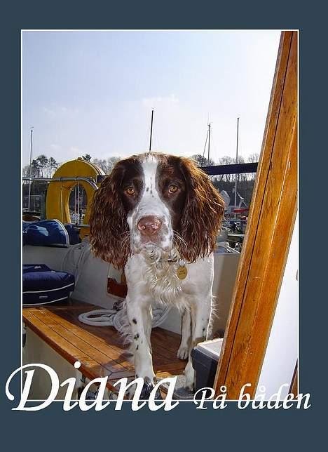 Field Trial spaniel Diana  billede 8