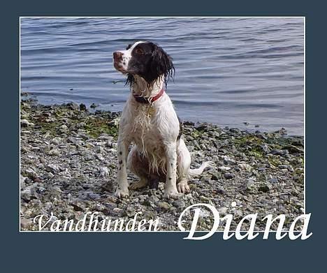 Field Trial spaniel Diana  billede 9