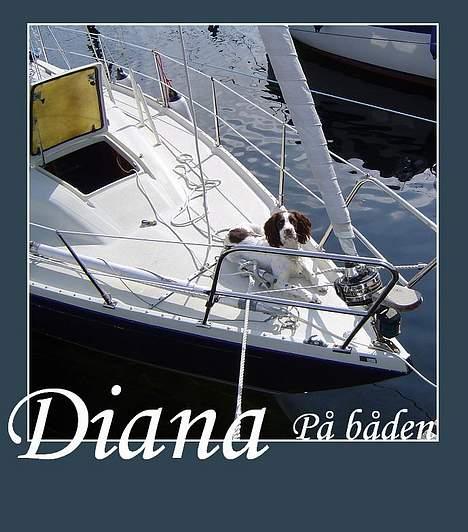 Field Trial spaniel Diana  billede 10