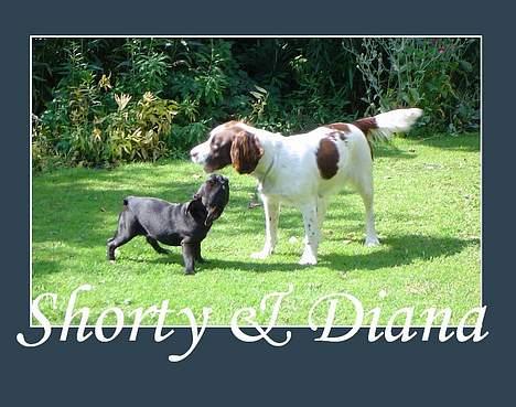 Field Trial spaniel Diana  billede 12