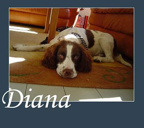 Field Trial spaniel Diana  billede 13