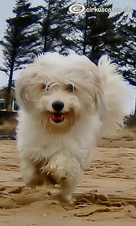 Coton de tulear Rosa billede 16