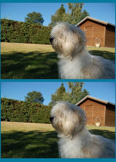 Coton de tulear Rosa billede 17