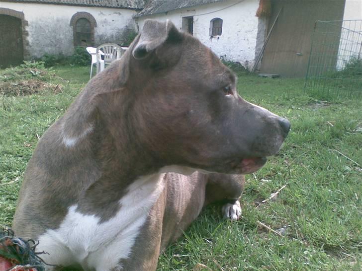 Amerikansk staffordshire terrier tessa - smukke tessa 7  år billede 1