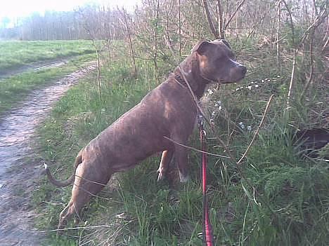 Amerikansk staffordshire terrier tessa - smukke tessa 4 år billede 2