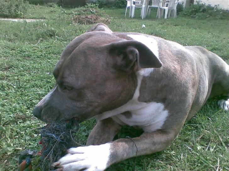 Amerikansk staffordshire terrier tessa billede 3