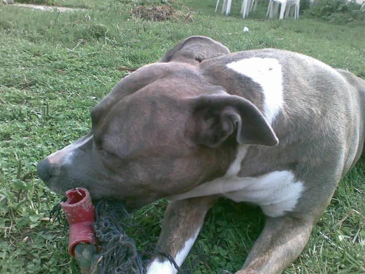 Amerikansk staffordshire terrier tessa billede 4