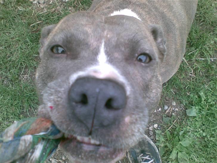 Amerikansk staffordshire terrier tessa billede 5