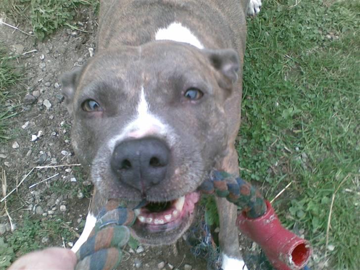 Amerikansk staffordshire terrier tessa billede 6