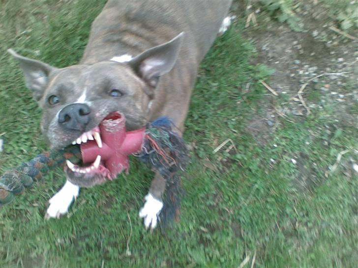 Amerikansk staffordshire terrier tessa - selv om man er 7 år kan man da stadig lege billede 7